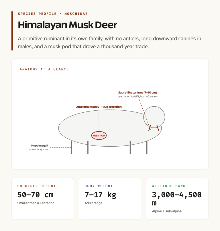 Himalayan Musk Deer Anatomy and Range