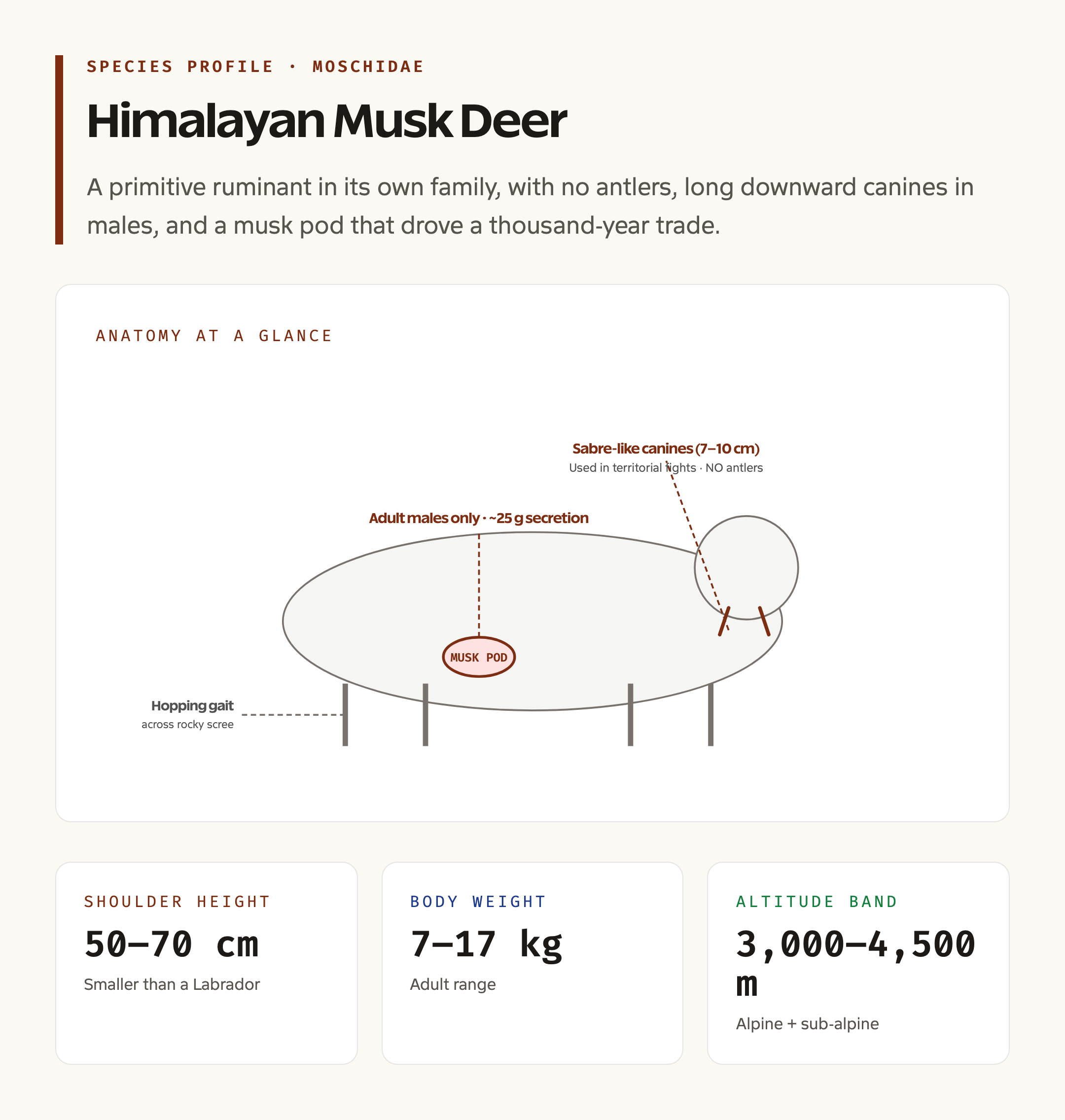 Himalayan Musk Deer Anatomy and Range