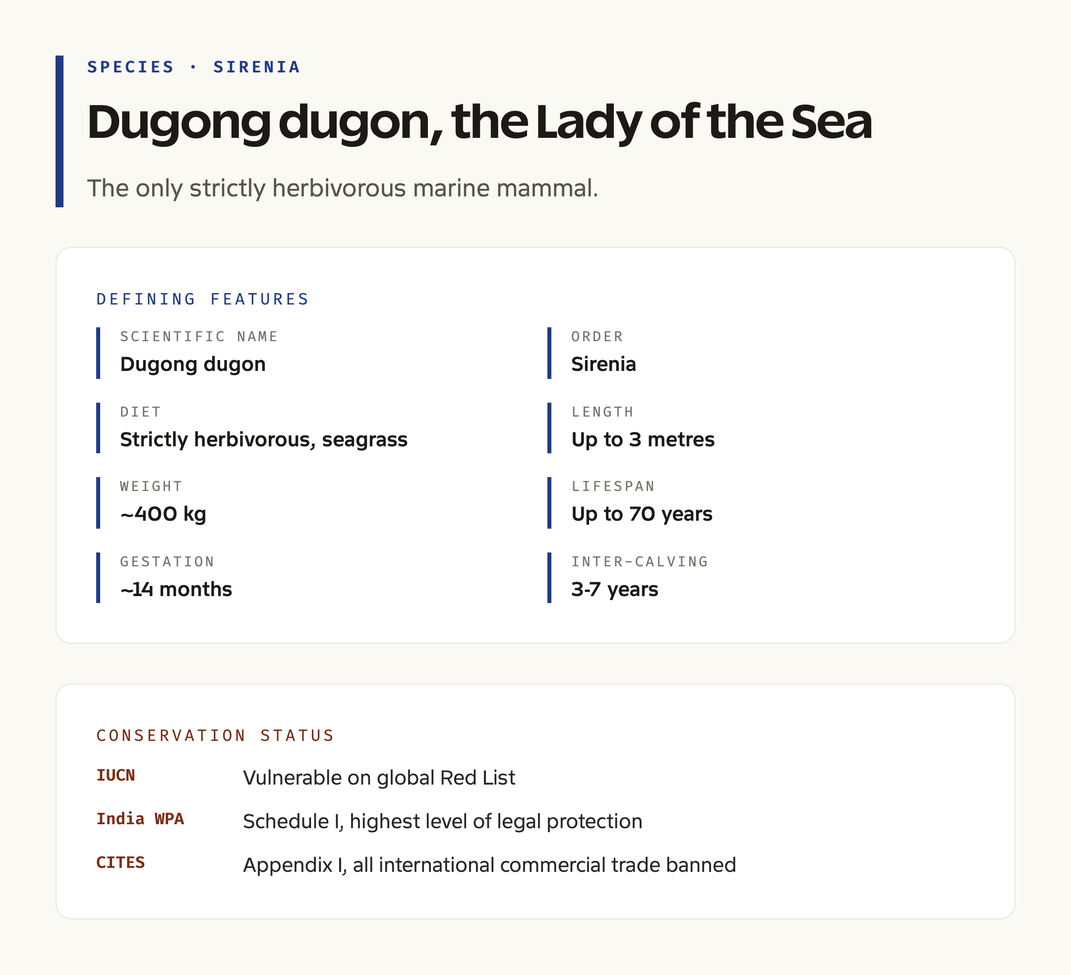 Dugong Anatomy and Distinguishing Features