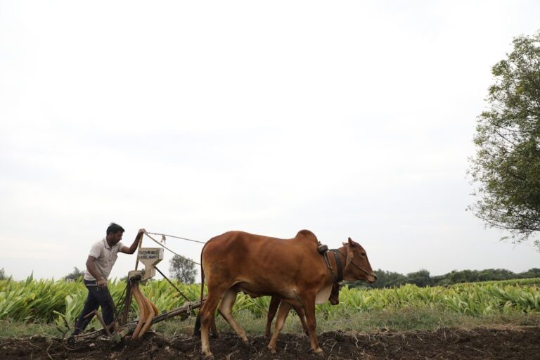 Vedic agricultural field