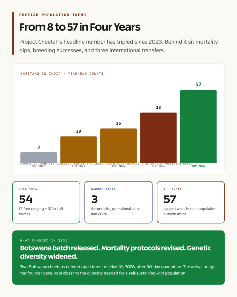 Kuno cheetah population trend 2022 to 2026