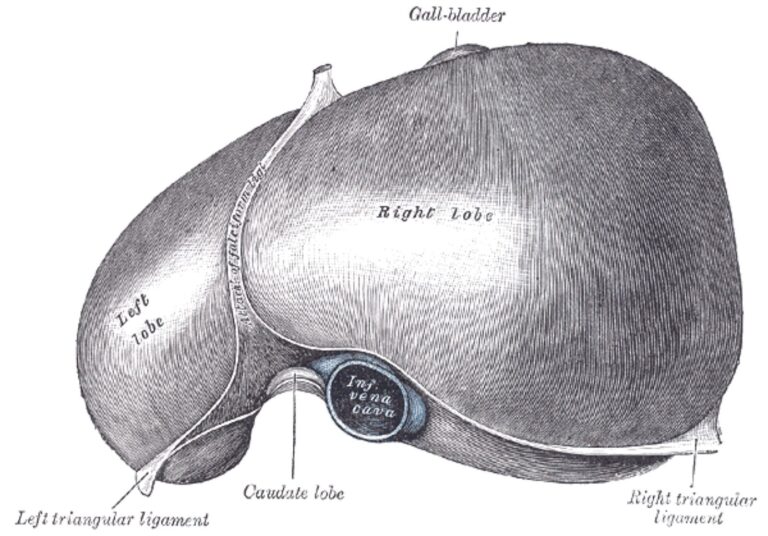 The Liver's Major Functions at a Glance