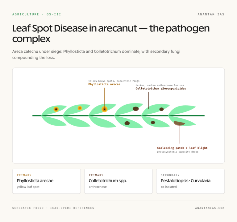 Arecanut Leaf Spot Pathology