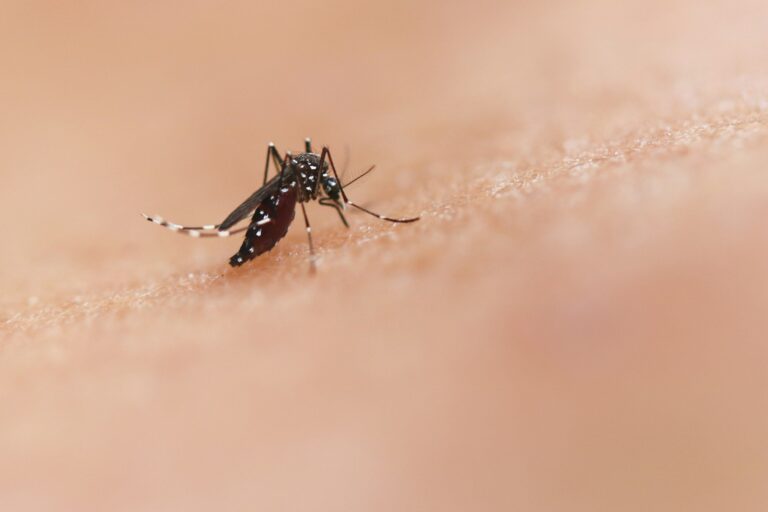 Malaria in India — featured image