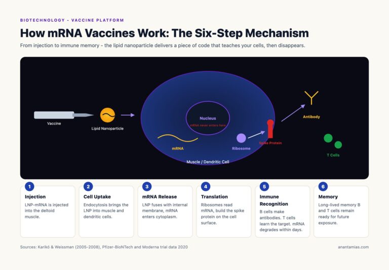 How mRNA Vaccines Work: Six-Step Cellular Mechanism