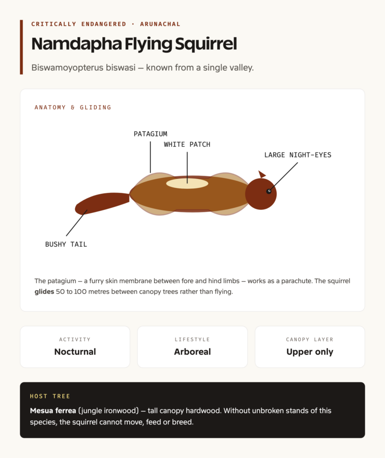 Namdapha flying squirrel anatomy and gliding mechanism