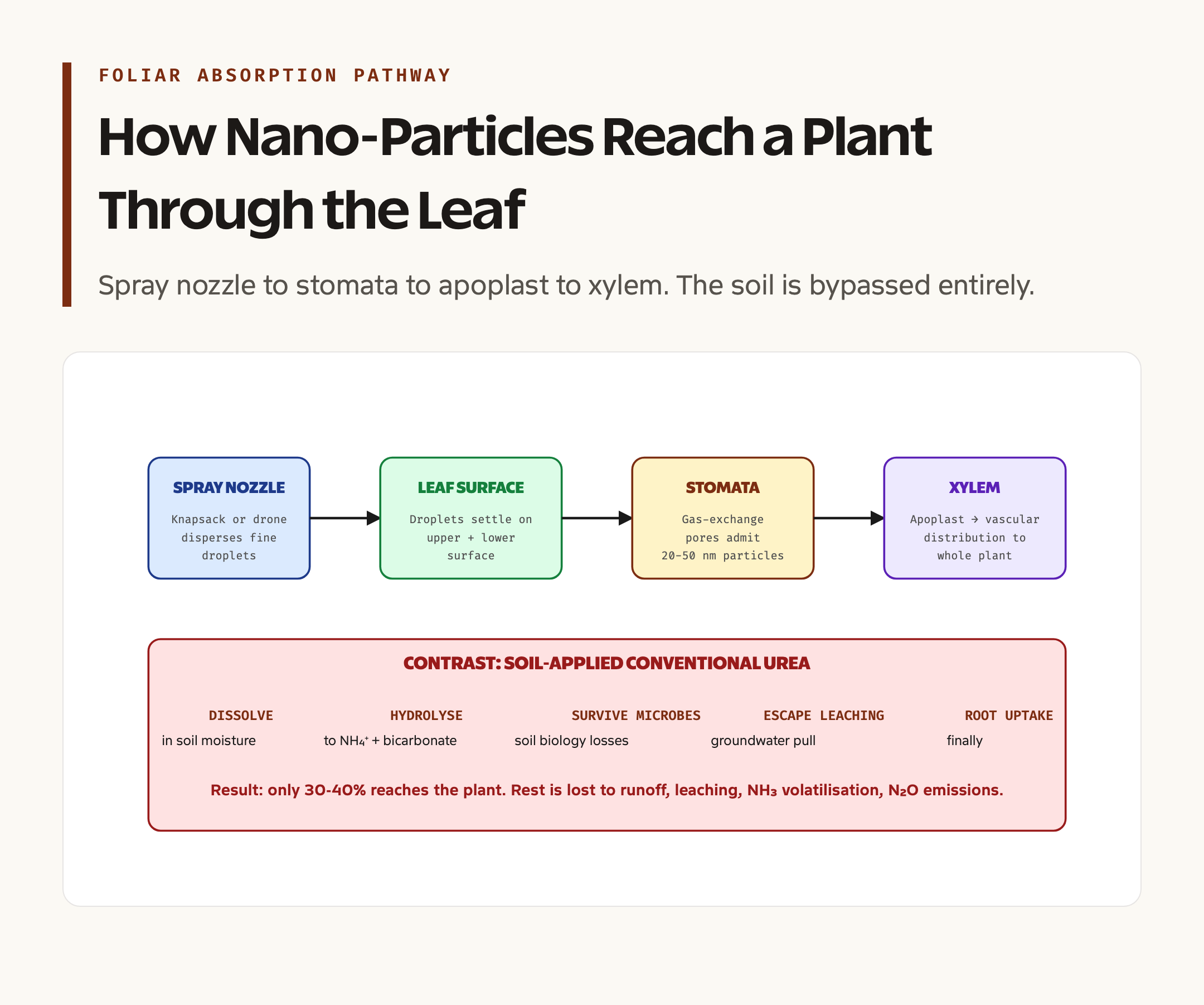How Nano Urea Reaches a Plant: From Foliar Spray to Stomata Absorption