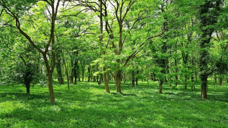 Environmental research India