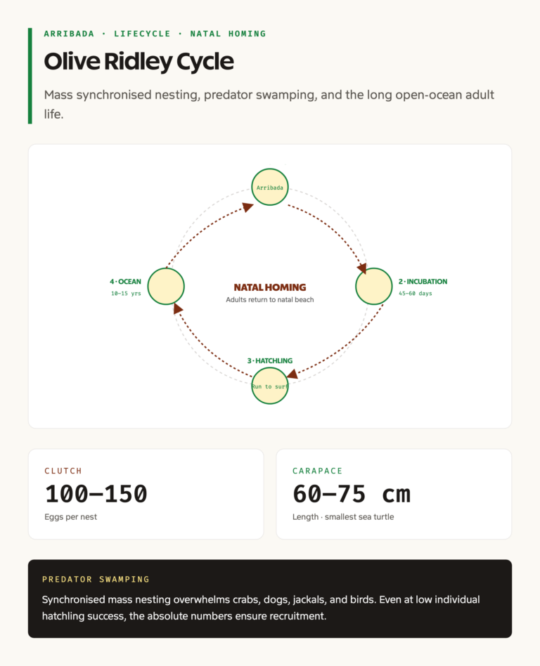 Olive Ridley turtle lifecycle and arribada nesting diagram