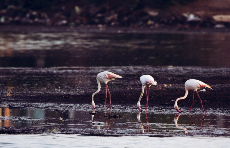 long-legged birds standing on body of water