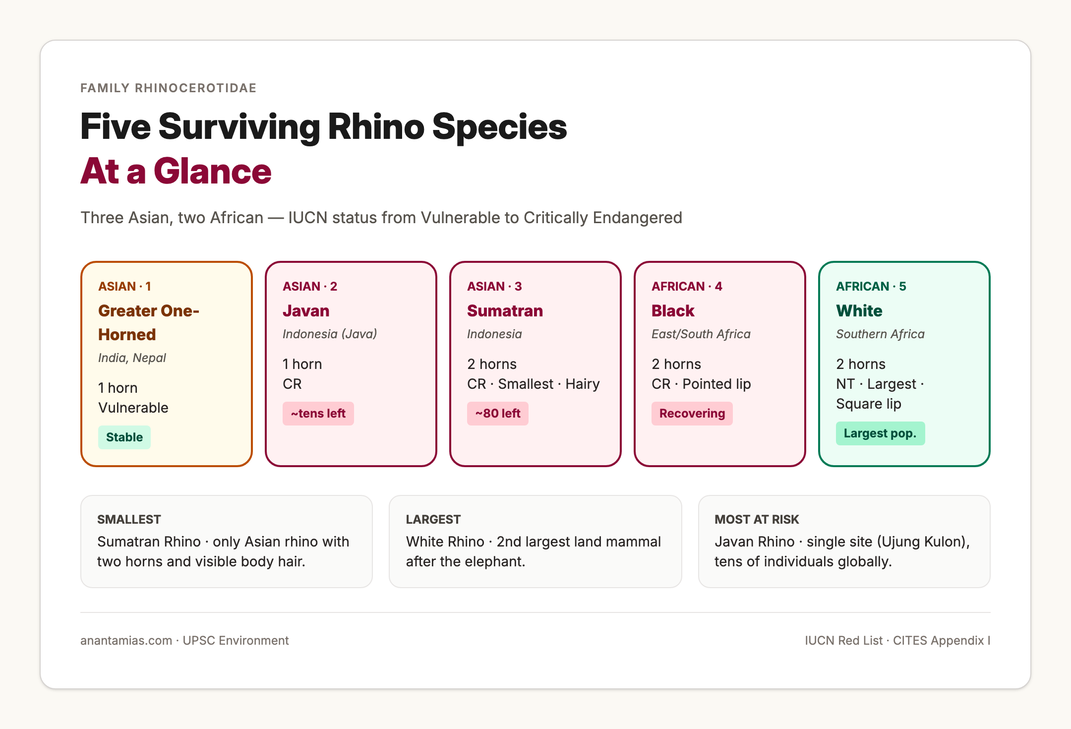 Five Global Rhino Species at a Glance