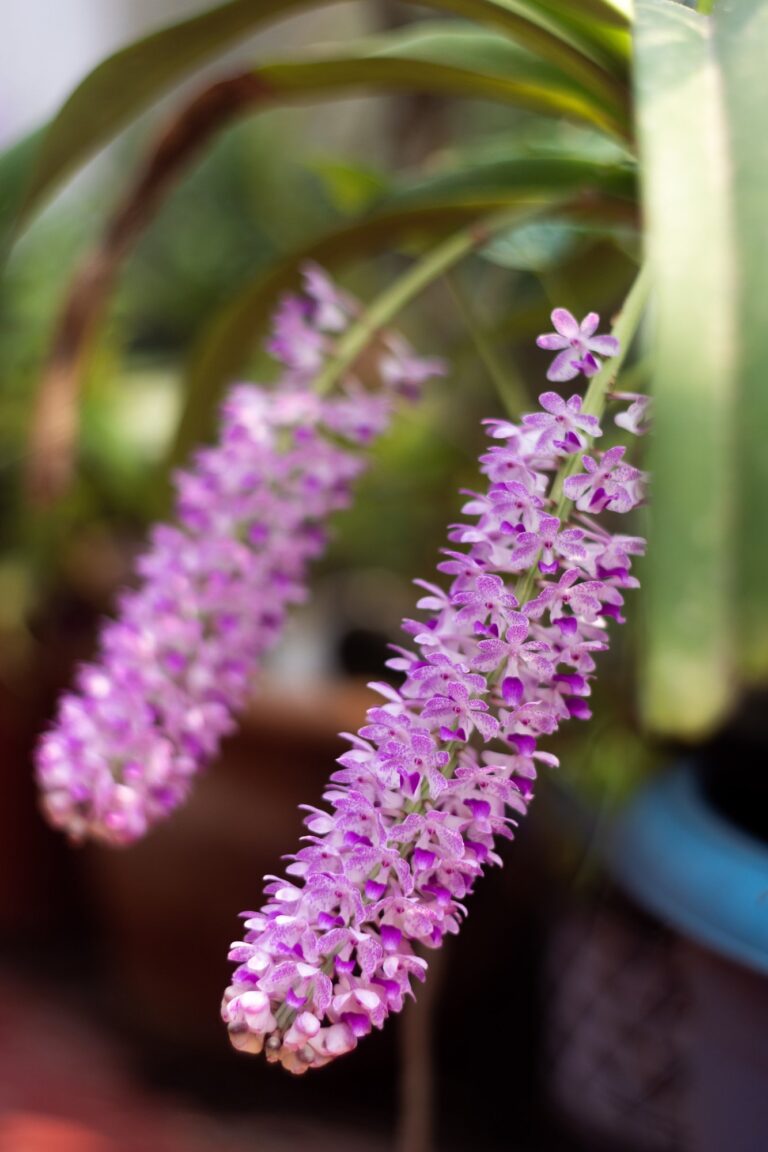 Rhynchostylis retusa: The Foxtail Orchid and State Flower of Assam