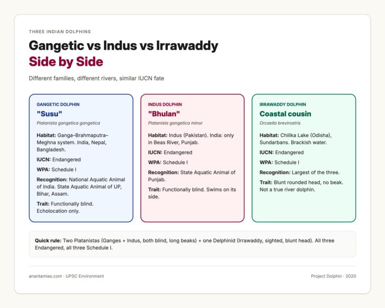 Gangetic vs Indus vs Irrawaddy Dolphin Comparison