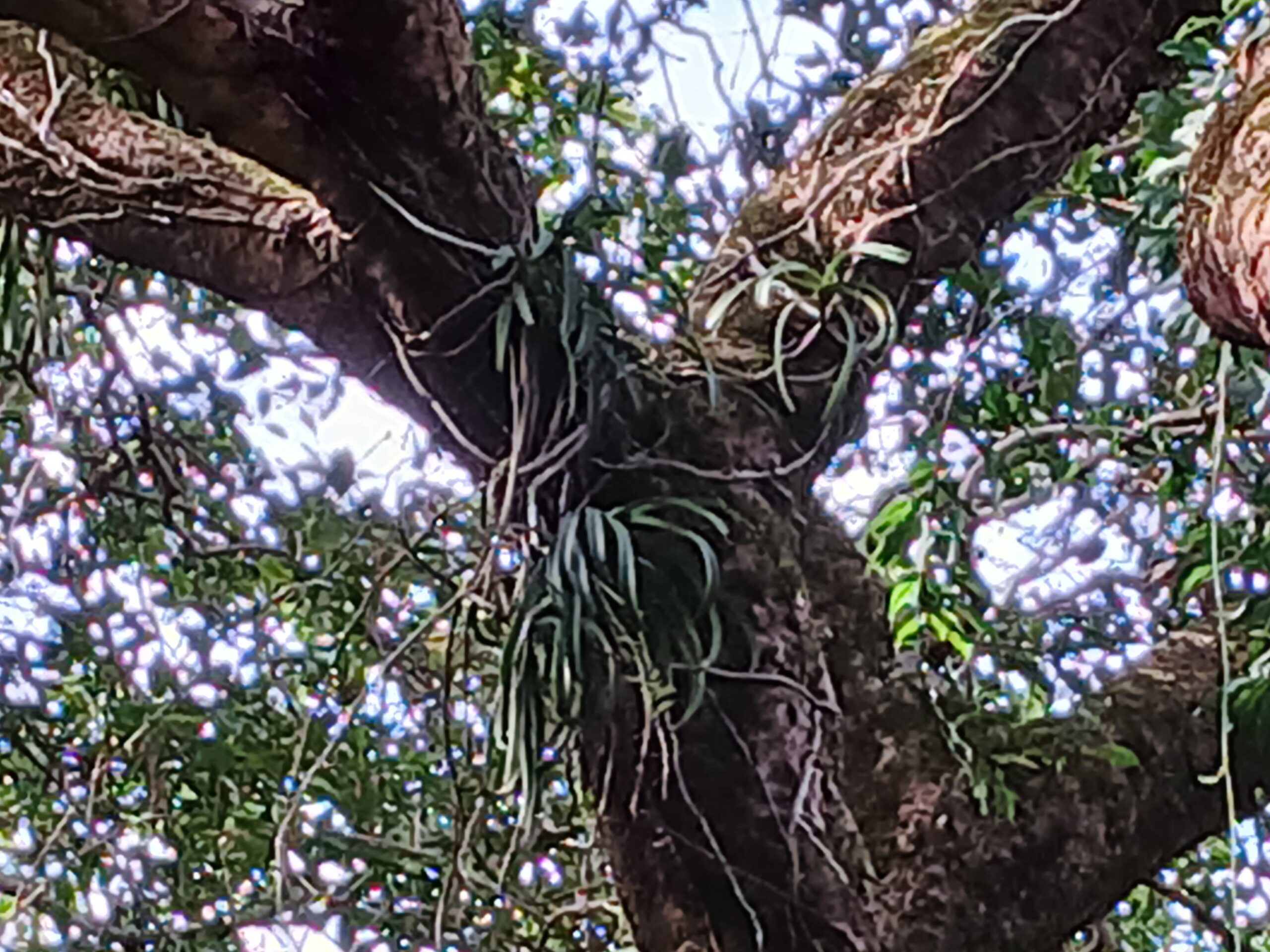 Rhynchostylis retusa (फ़ॉक्सटेल ऑर्किड) एक ऊँचे पेड़ की डालियों पर एपिफाइट की तरह उगा हुआ, जिसमें एक ही तने से ऊपर बढ़ने का तरीक़ा, लंबी हवाई जड़ें और पट्टी जैसी पत्तियाँ दिख रही हैं।