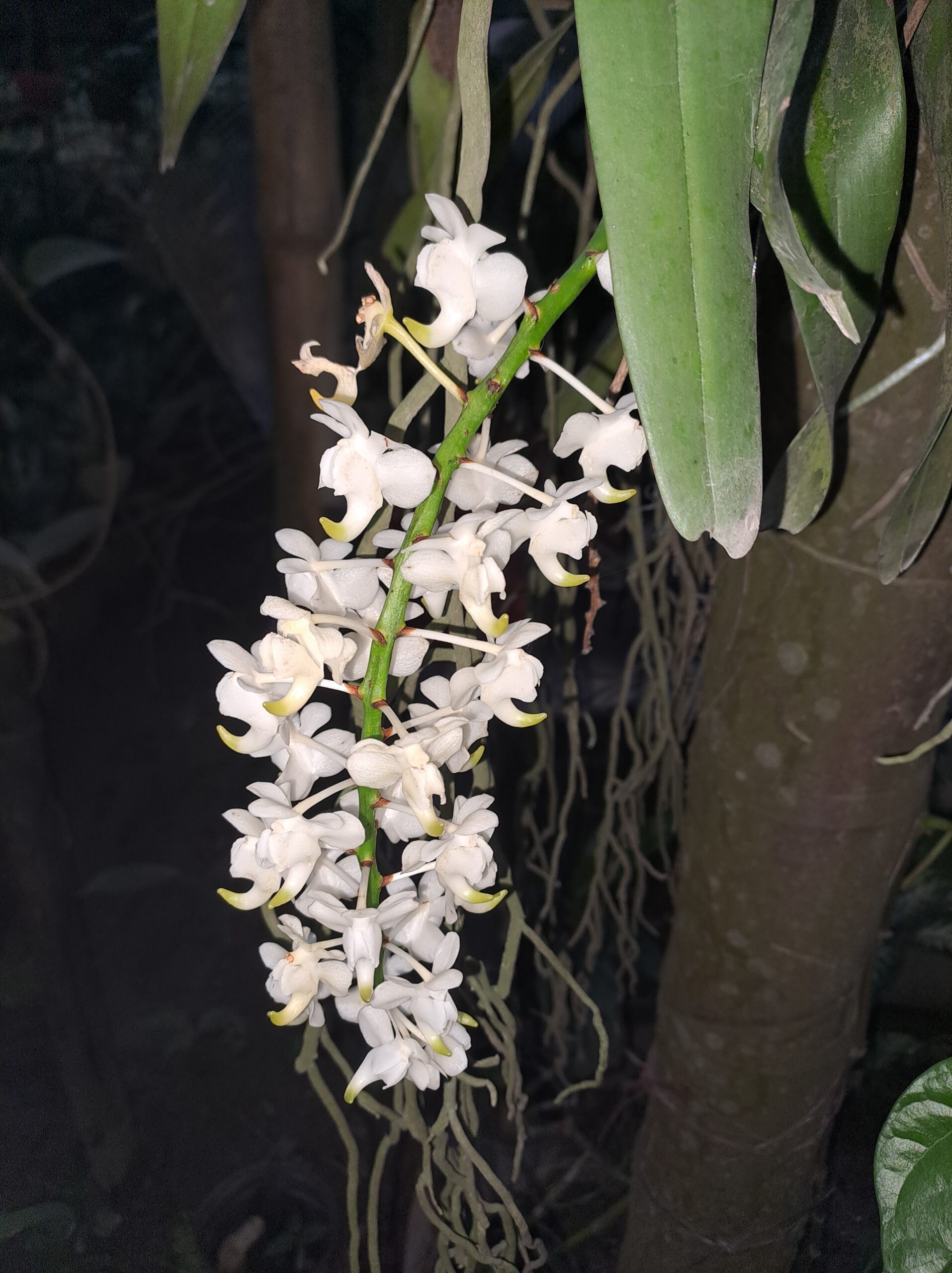 Rhynchostylis retusa Alba (सफ़ेद फूलों वाली क़िस्म, असमिया में बगा कोपौ), जिसमें एक ही फूल-डंडी पर घने भरे अलग-अलग फूल दिख रहे हैं।