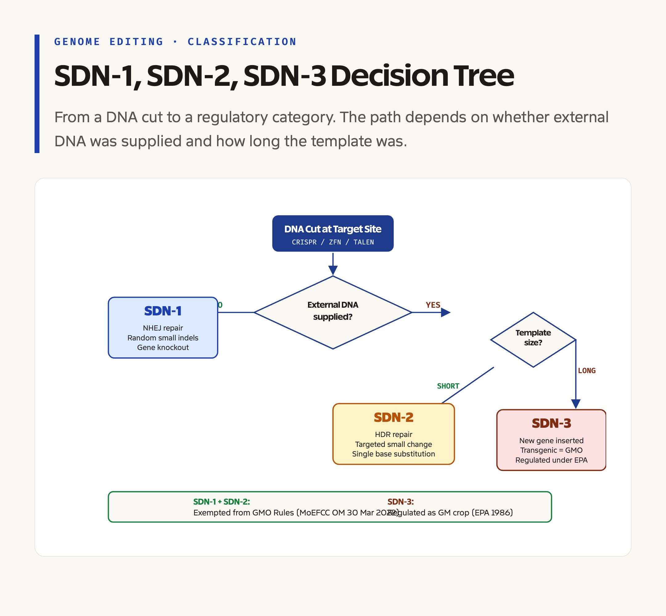 SDN Classification Flowchart: Decision Tree from DNA Cut to Outcome