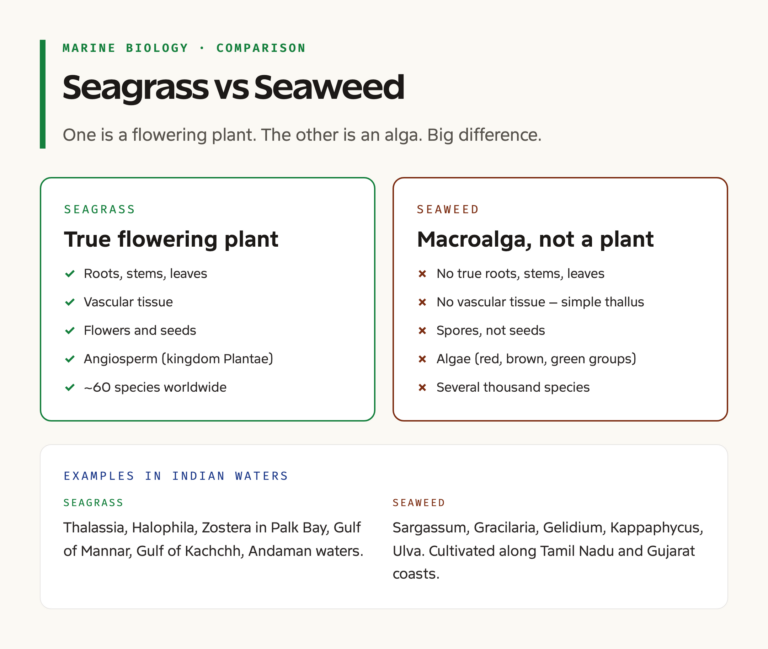 Seagrass vs Seaweed Anatomy Comparison