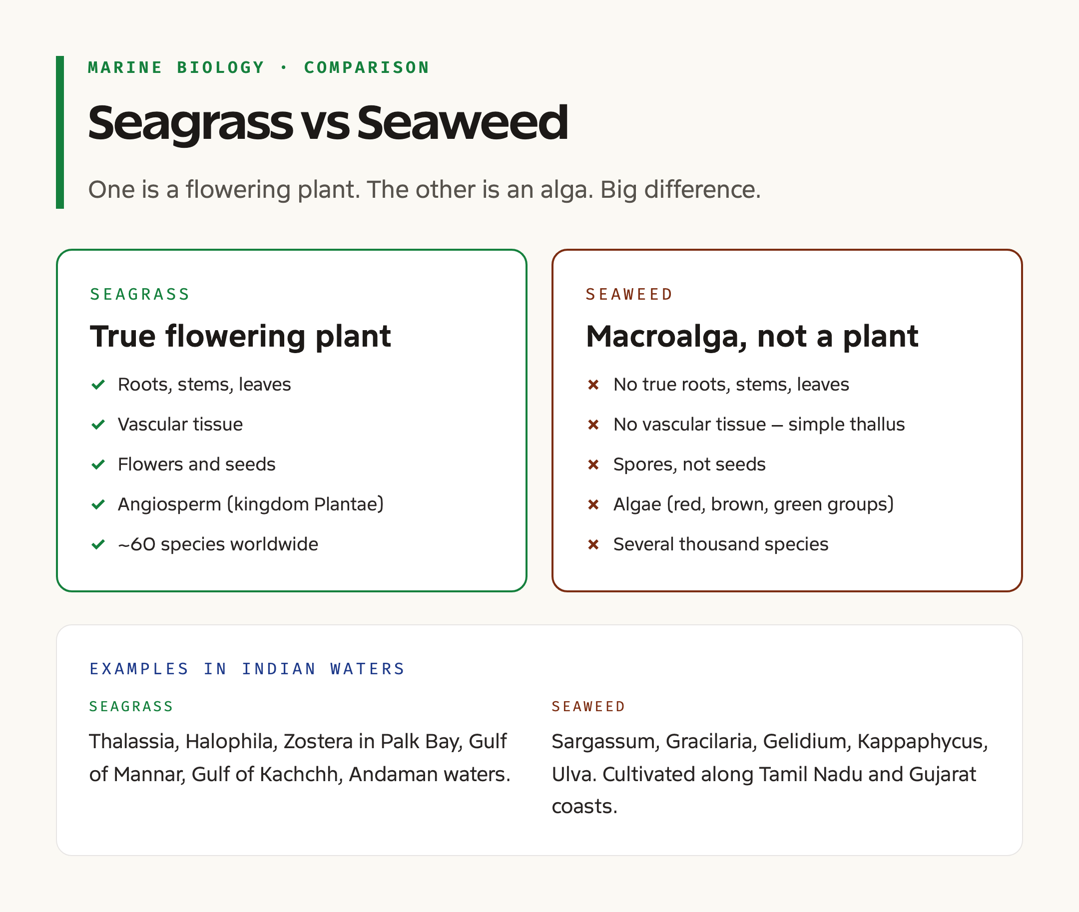 Seagrass vs Seaweed Anatomy Comparison