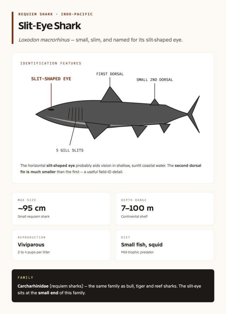 Slit-eye shark anatomy and identification features