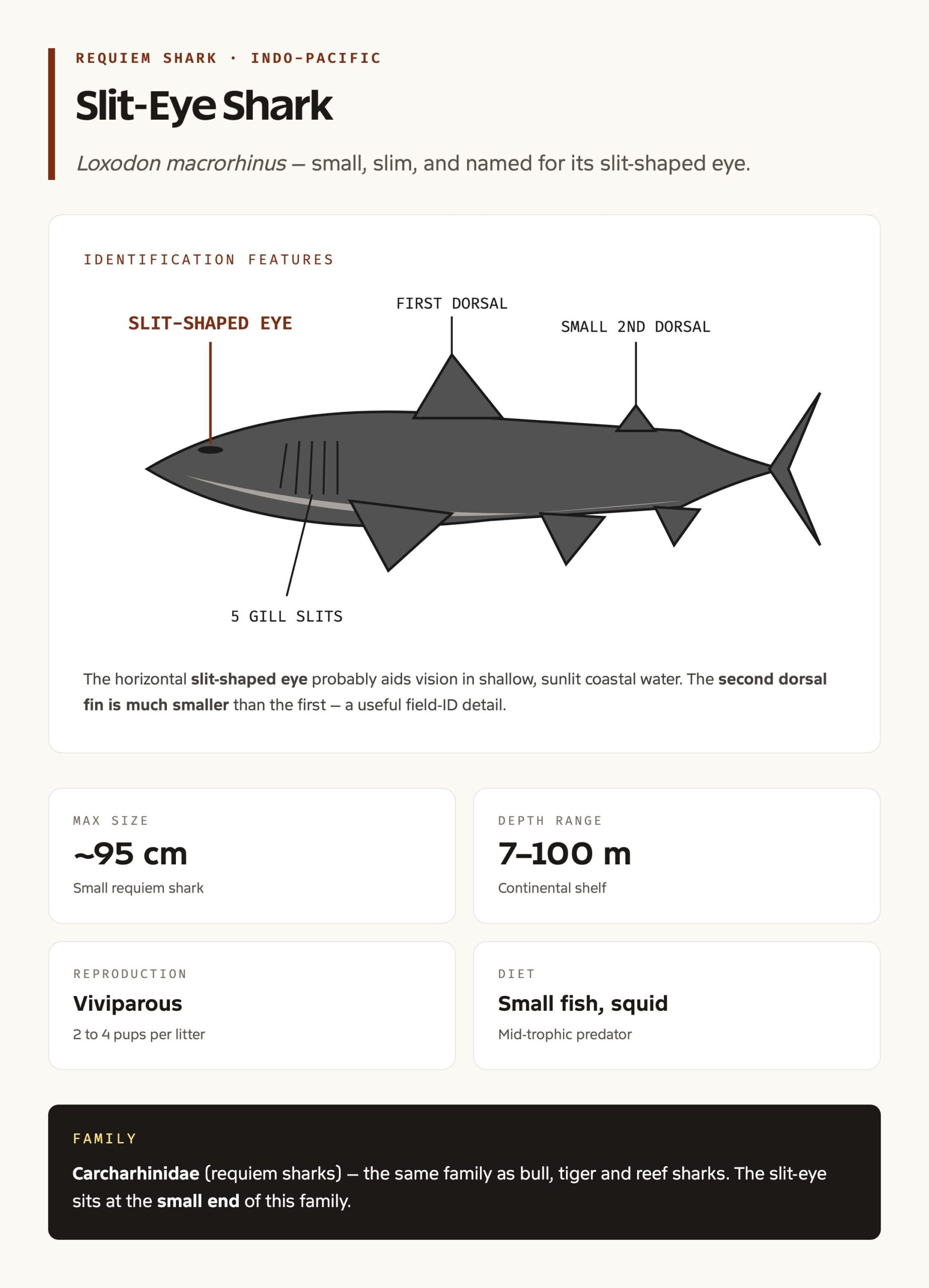 Slit-eye shark anatomy and identification features