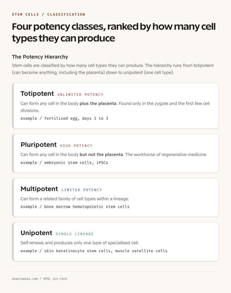 Stem cell potency tree: totipotent, pluripotent, multipotent, unipotent with examples