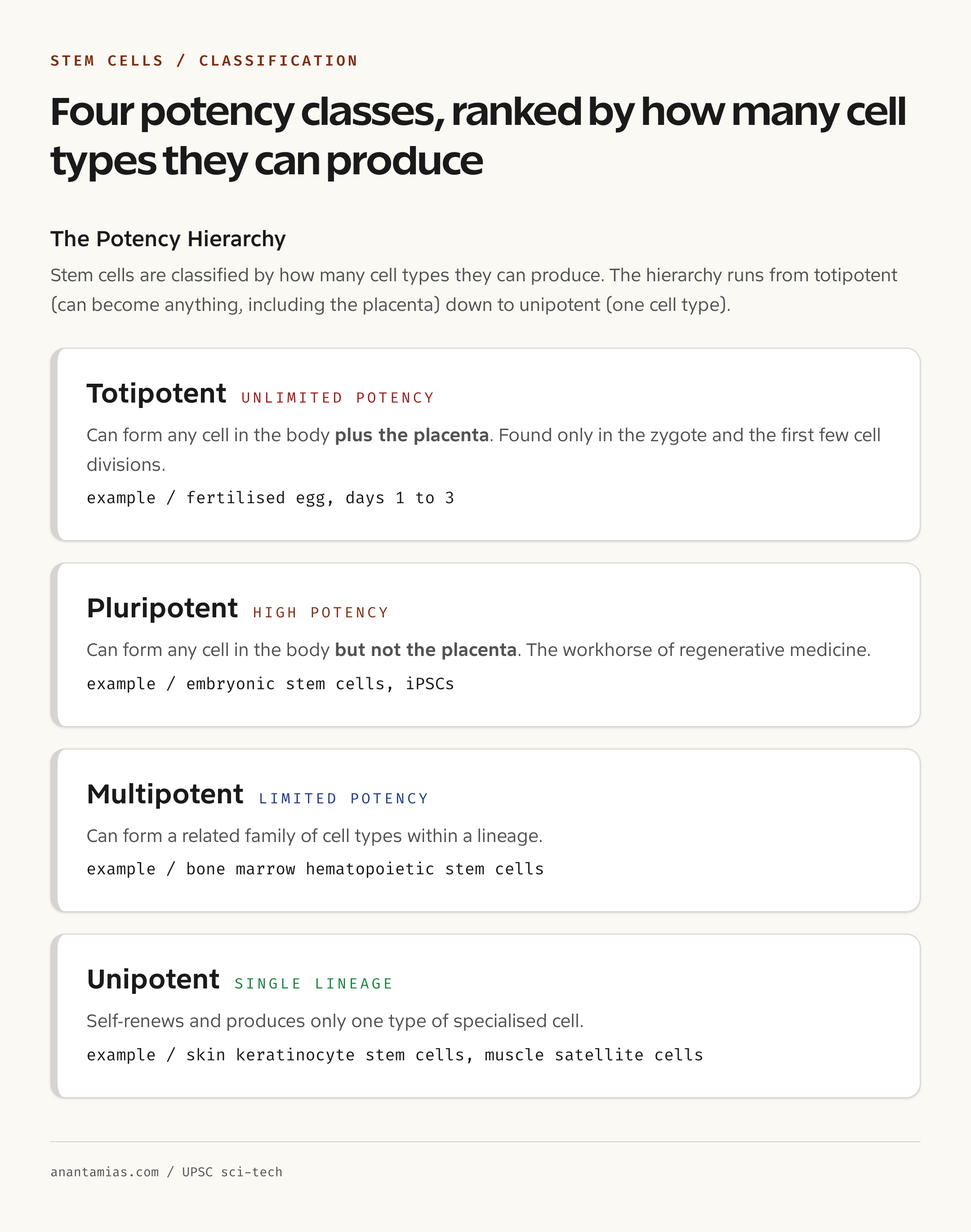 Stem cell potency tree: totipotent, pluripotent, multipotent, unipotent with examples