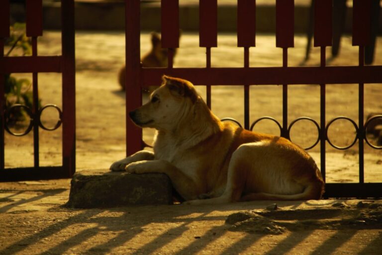 Stray dog on an Indian street