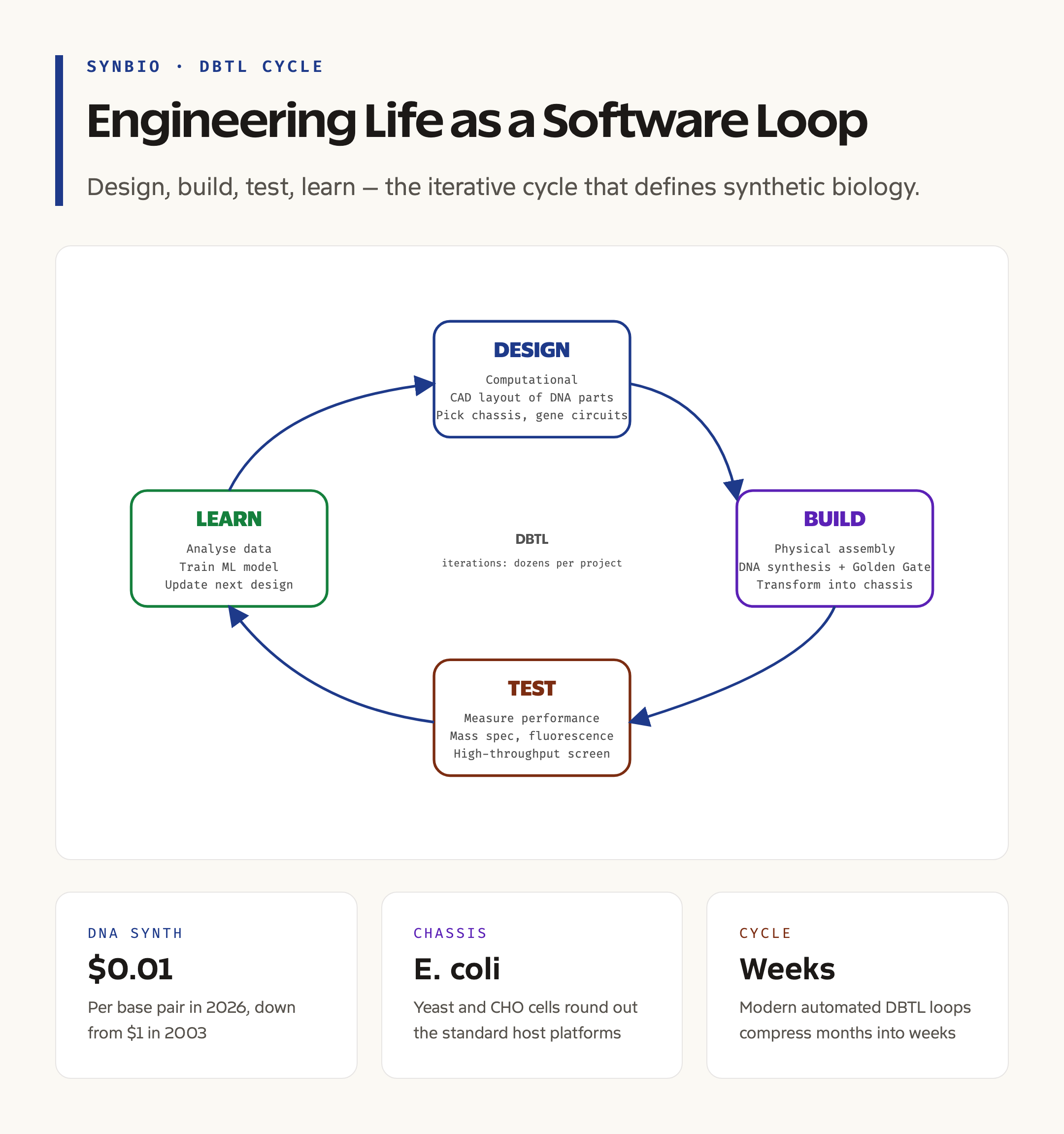 The Design-Build-Test-Learn Cycle of Synthetic Biology