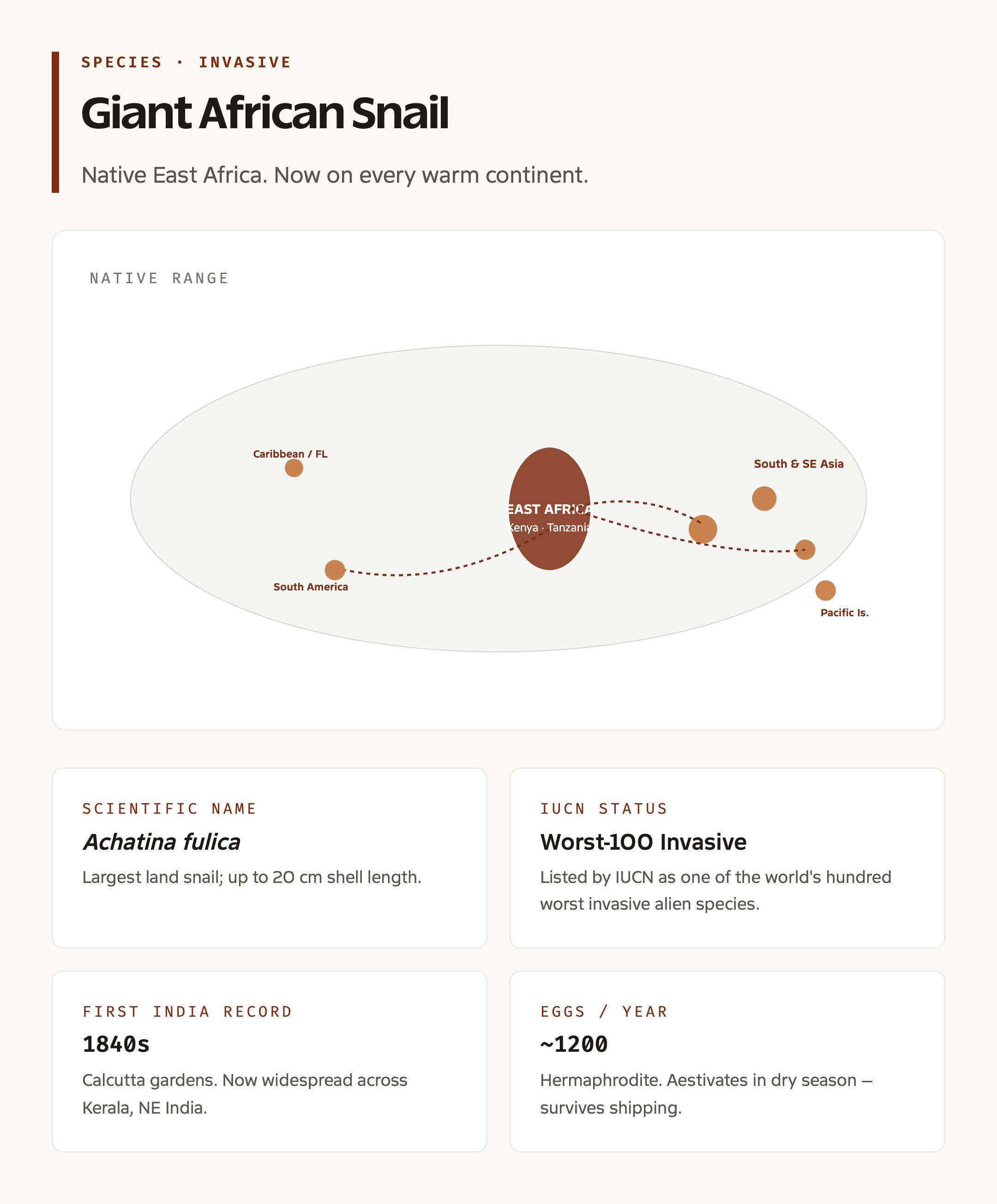 Giant African Snail: Native Range and Global Spread