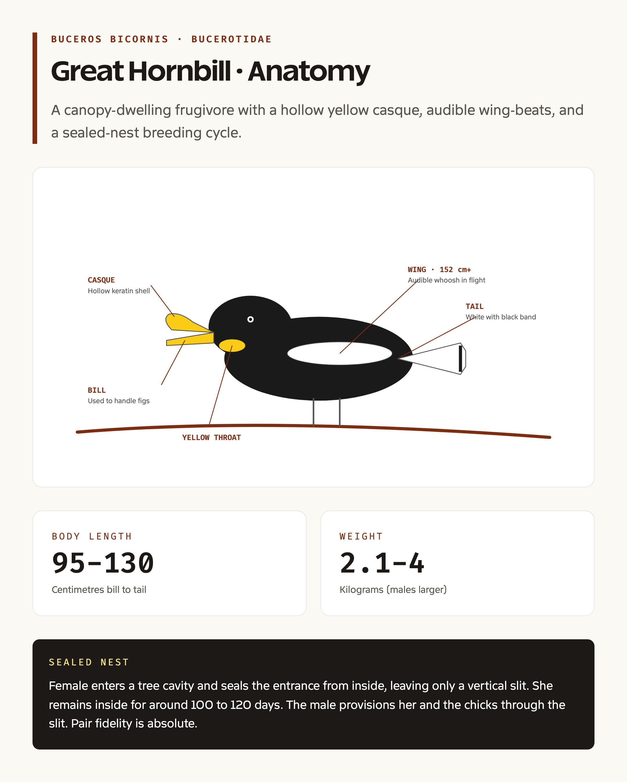 Great Hornbill anatomy and casque structure illustration