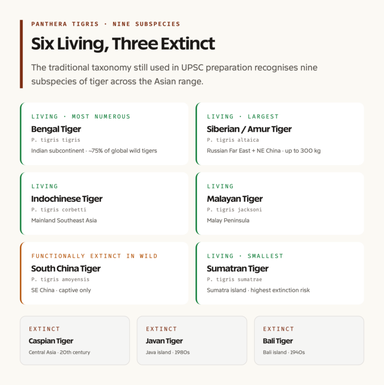 Tiger Subspecies Grid: Six Living and Three Extinct