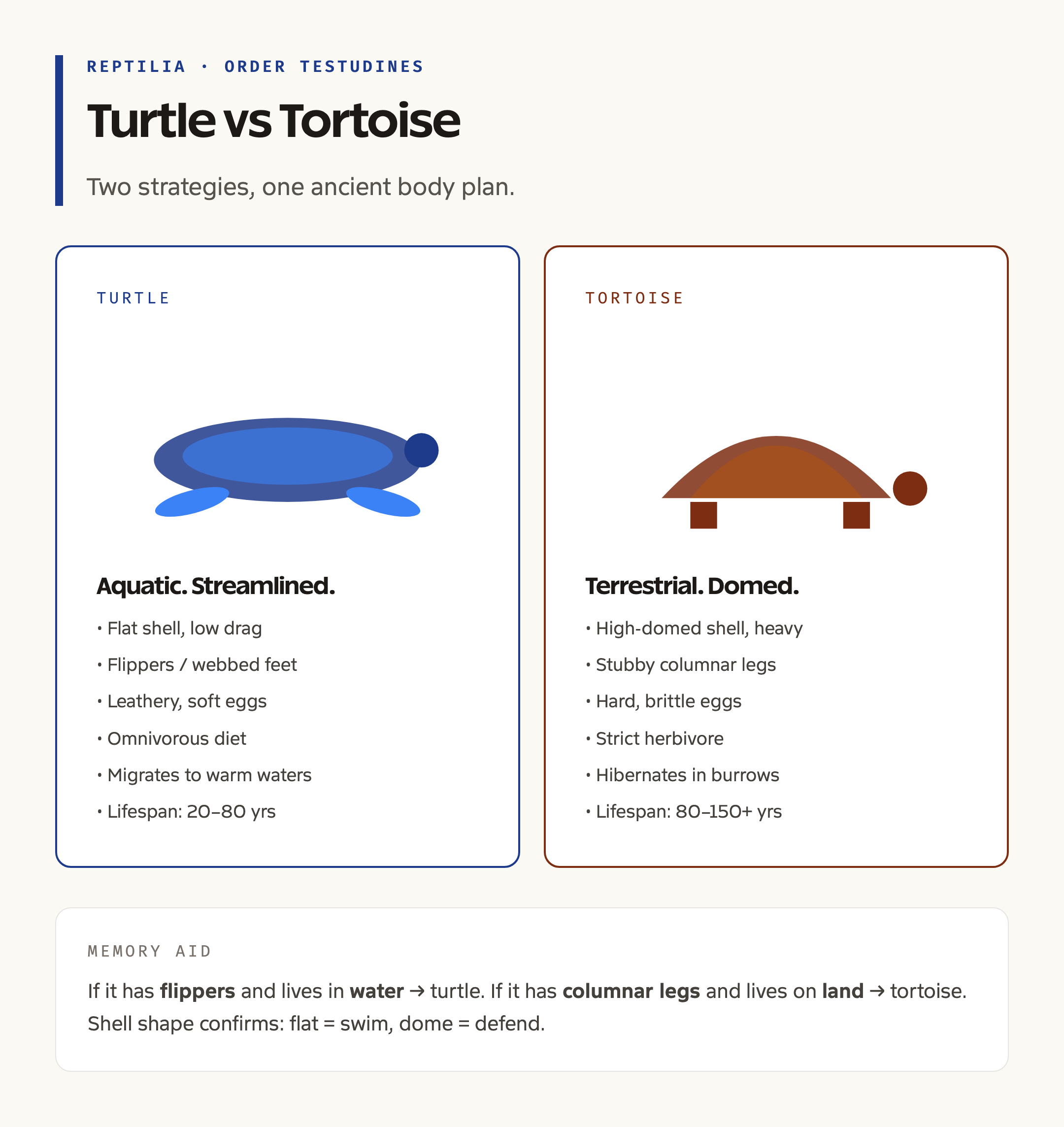 Turtle vs Tortoise: Anatomy at a Glance