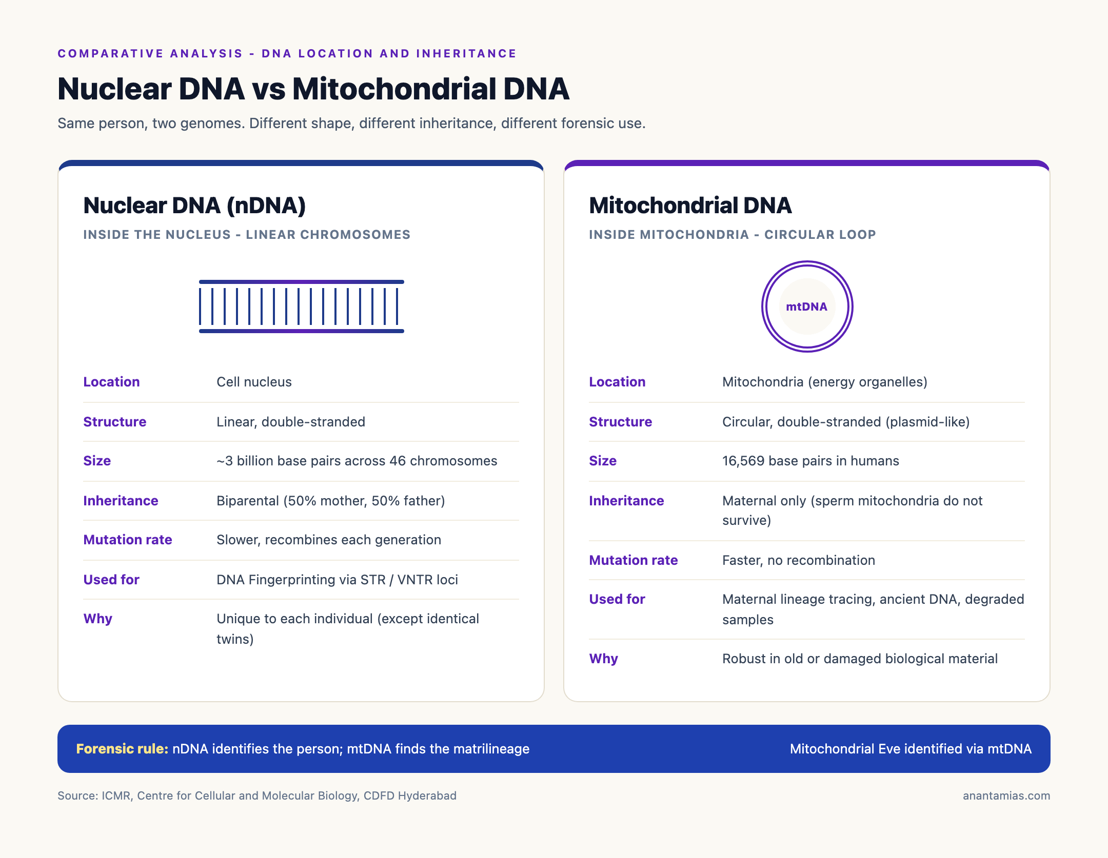 Nuclear DNA vs Mitochondrial DNA