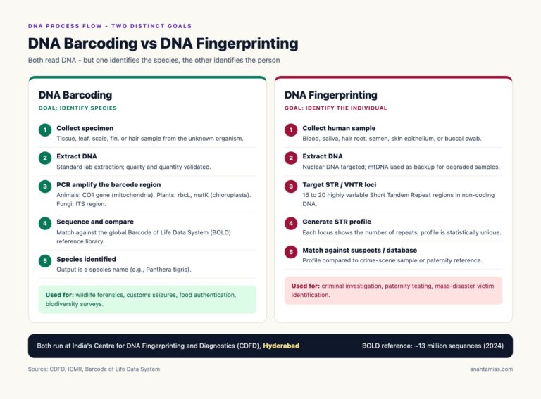 Types of DNA: nDNA, mtDNA, mRNA, miRNA Explained - Anantam IAS