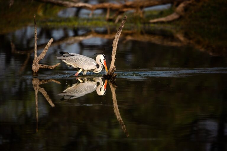 Keoladeo National Park wetland in Bharatpur, Rajasthan
