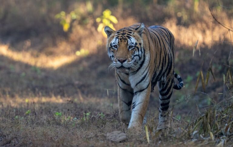Wildlife Sanctuaries of India