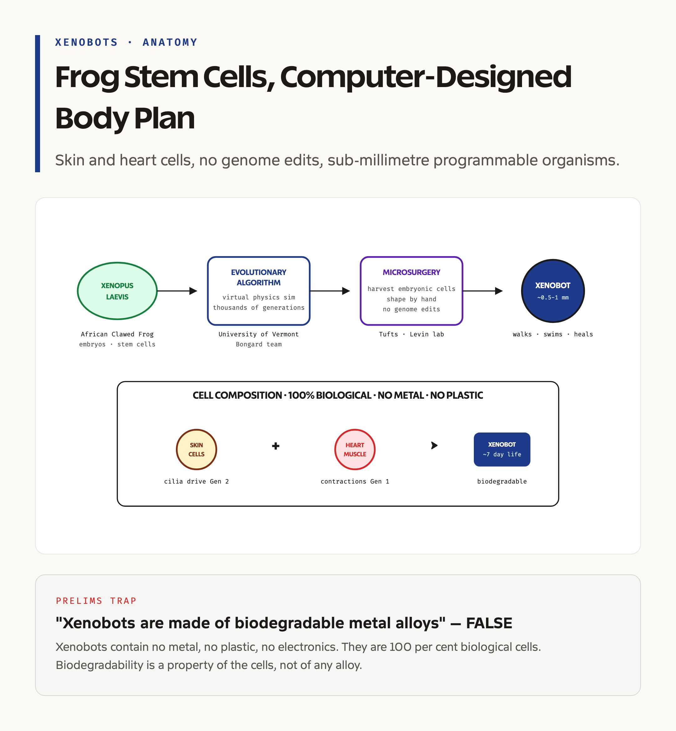 Xenobot Anatomy: Frog Stem Cells Shaped into a Programmable Bio-Bot