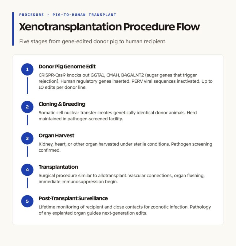 Pig to Human Xenotransplantation: Procedure Flow