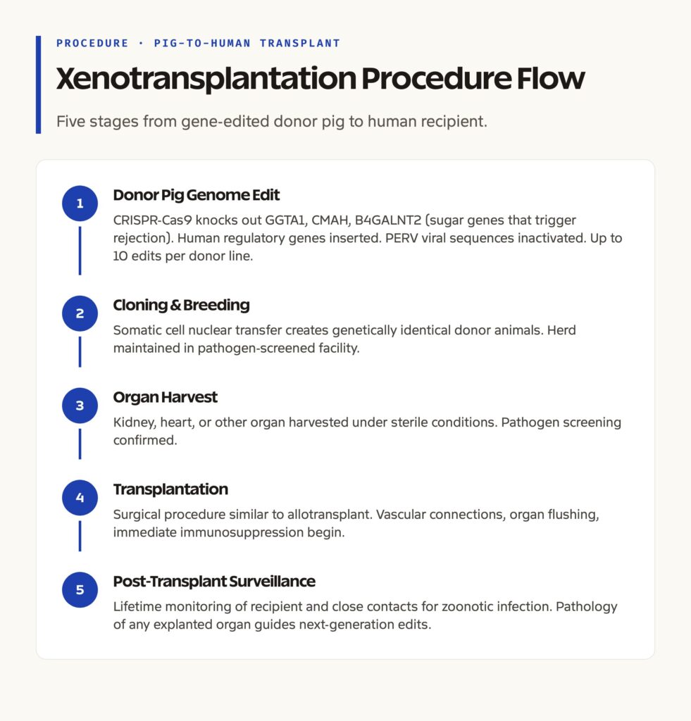 Pig to Human Xenotransplantation: Procedure Flow