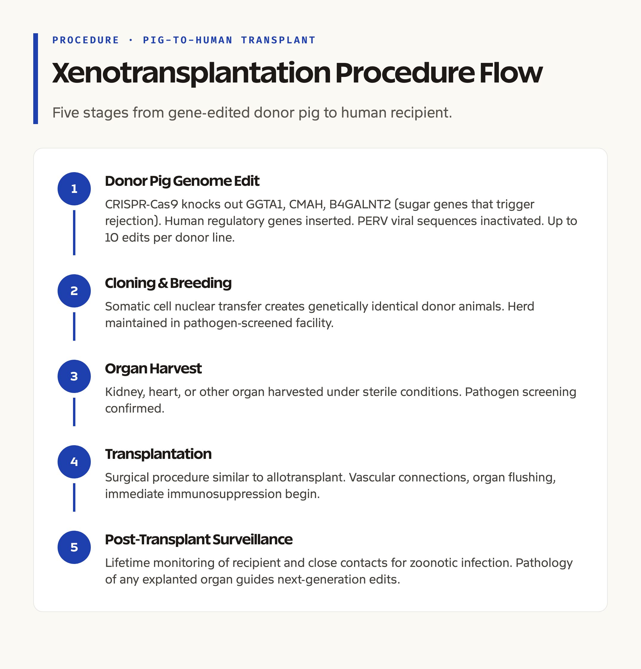 Pig to Human Xenotransplantation: Procedure Flow