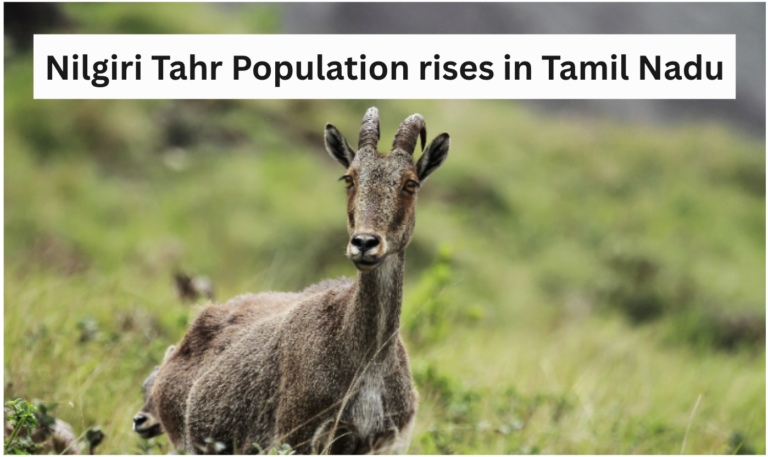 Nilgiri Tahr Population rises in Tamil Nadu