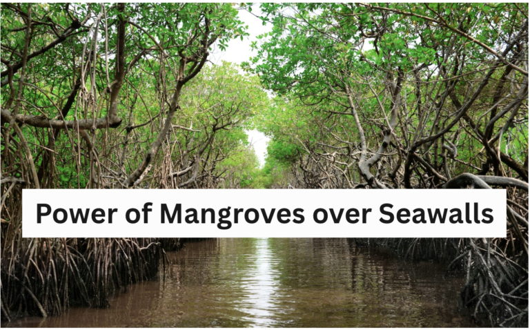 Power of Mangroves over Seawalls