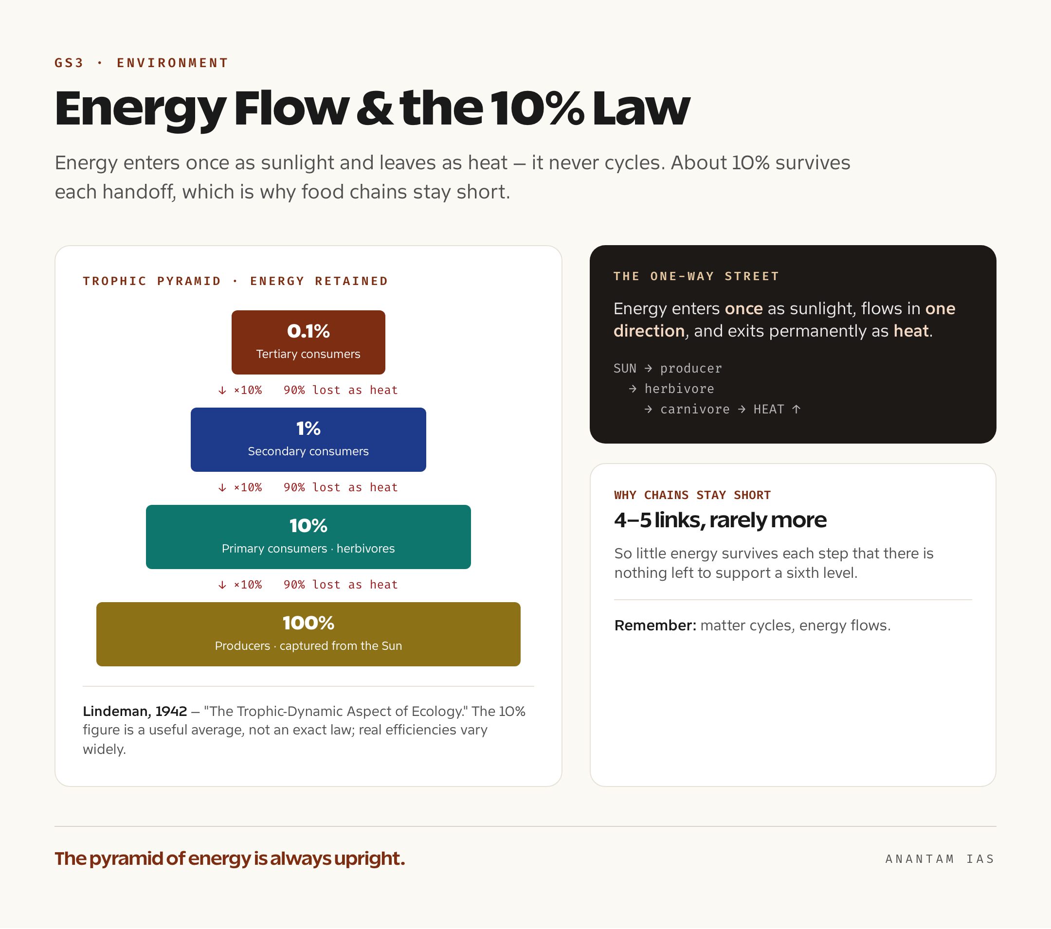 Flow diagram showing energy passing from the Sun through producers, herbivores, carnivores and decomposers, with about 10 percent transferred at each step