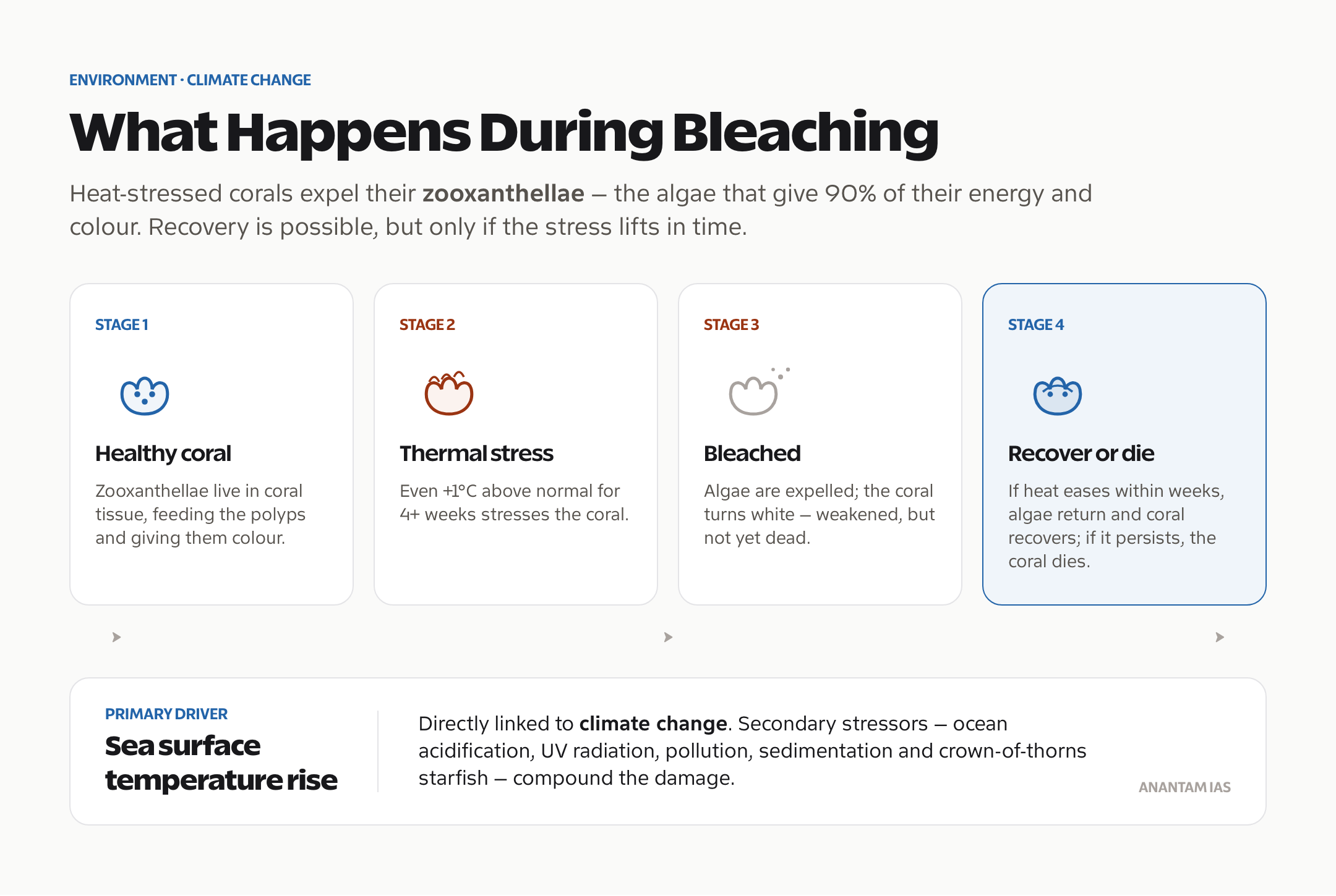 The coral bleaching process, from thermal stress to recovery or death.