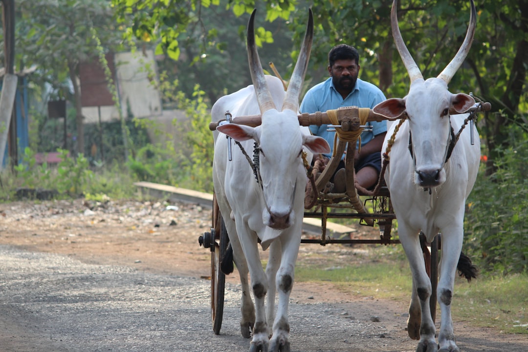 Cattle at an Indian dairy farm