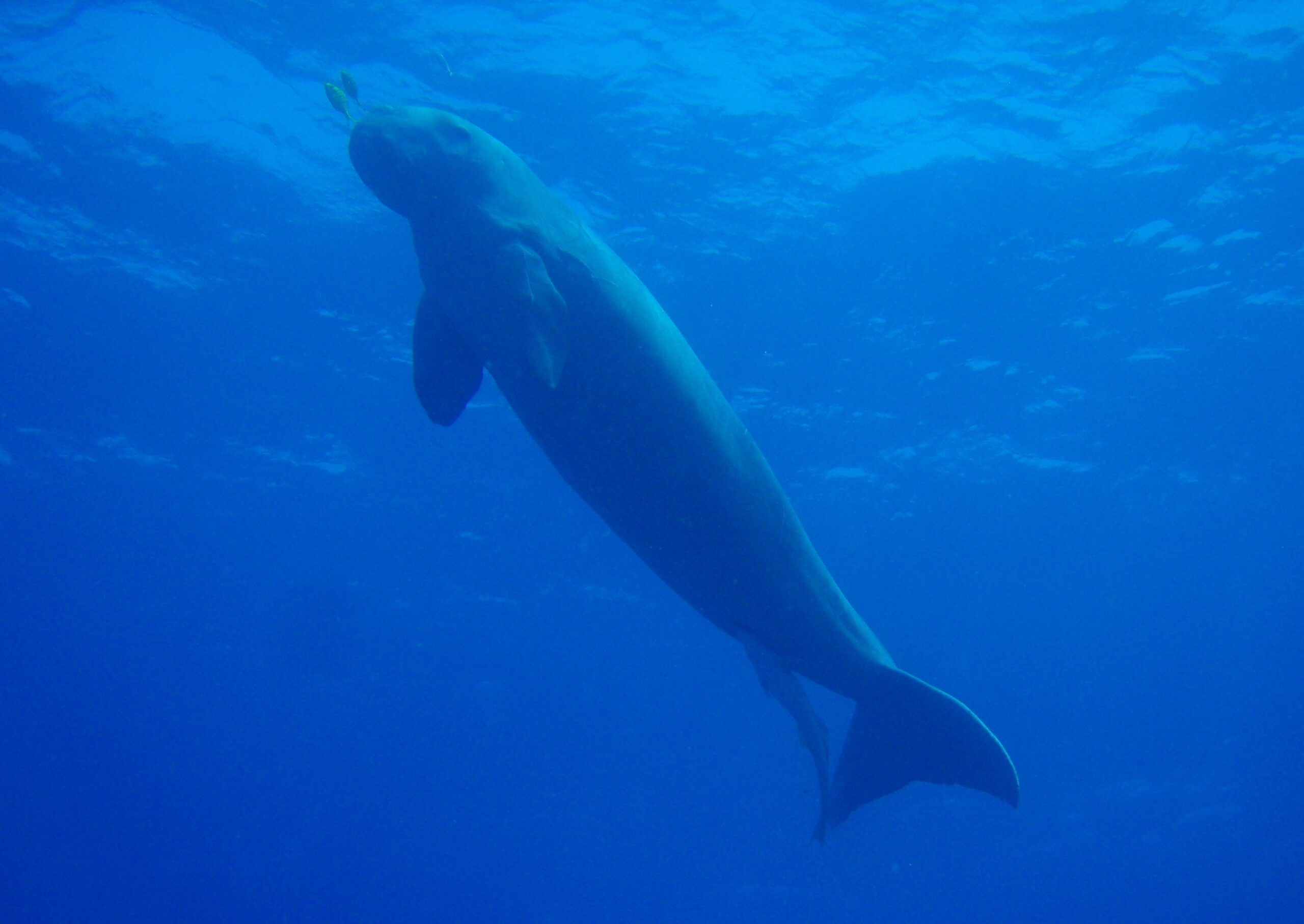 A dugong grazing on seagrass in shallow clear water