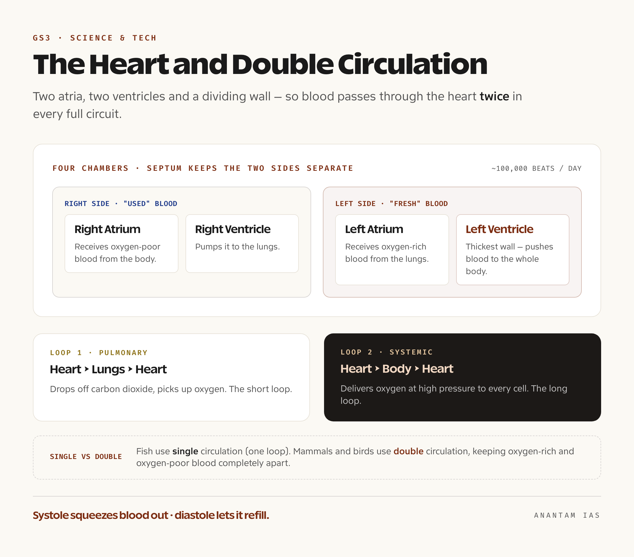 Diagram of the four-chambered human heart showing the right and left atria and ventricles, and the two loops of double circulation — the pulmonary loop to the lungs and the systemic loop to the body