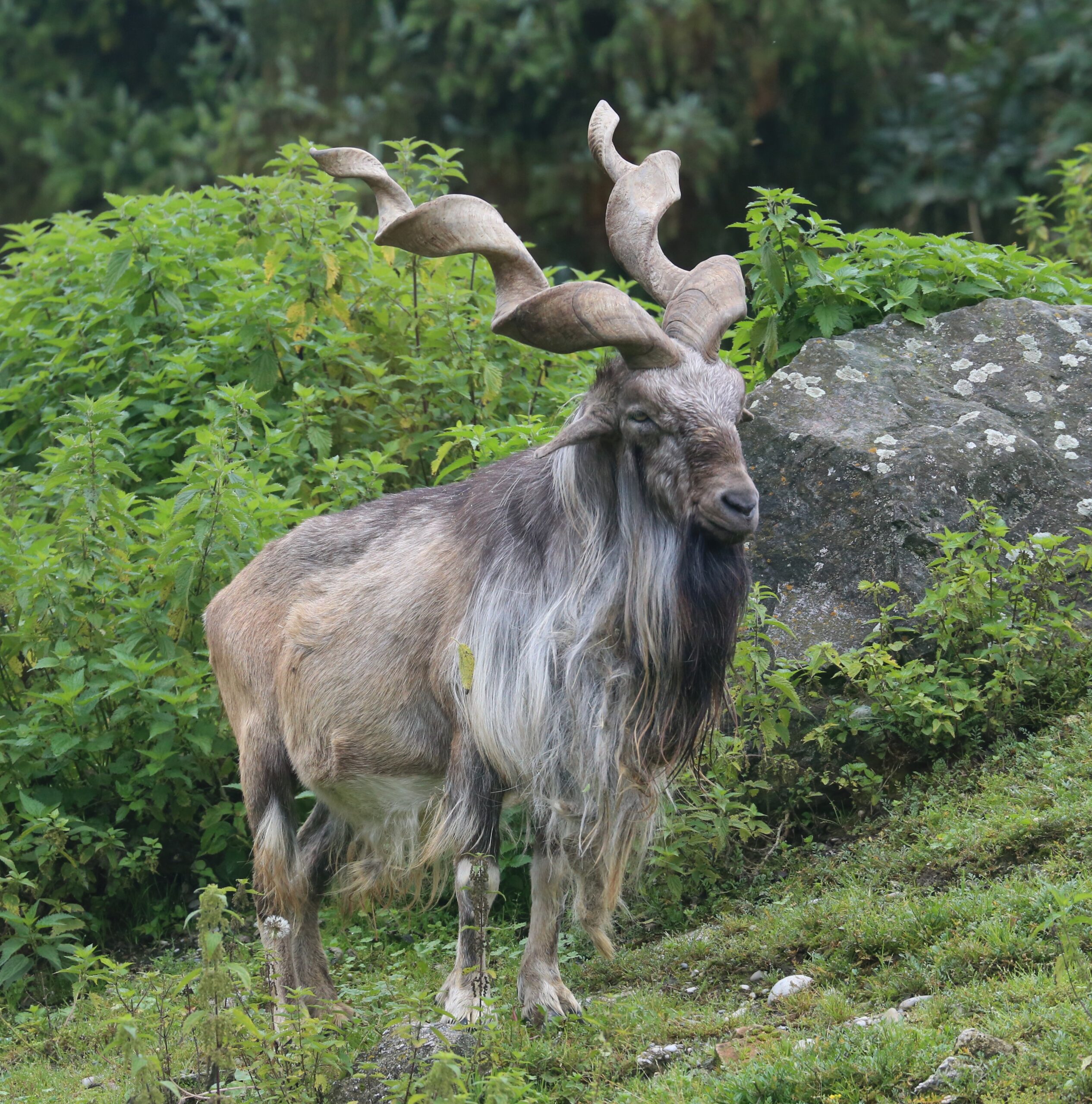 A markhor wild goat with spiral horns on a rocky Himalayan slope