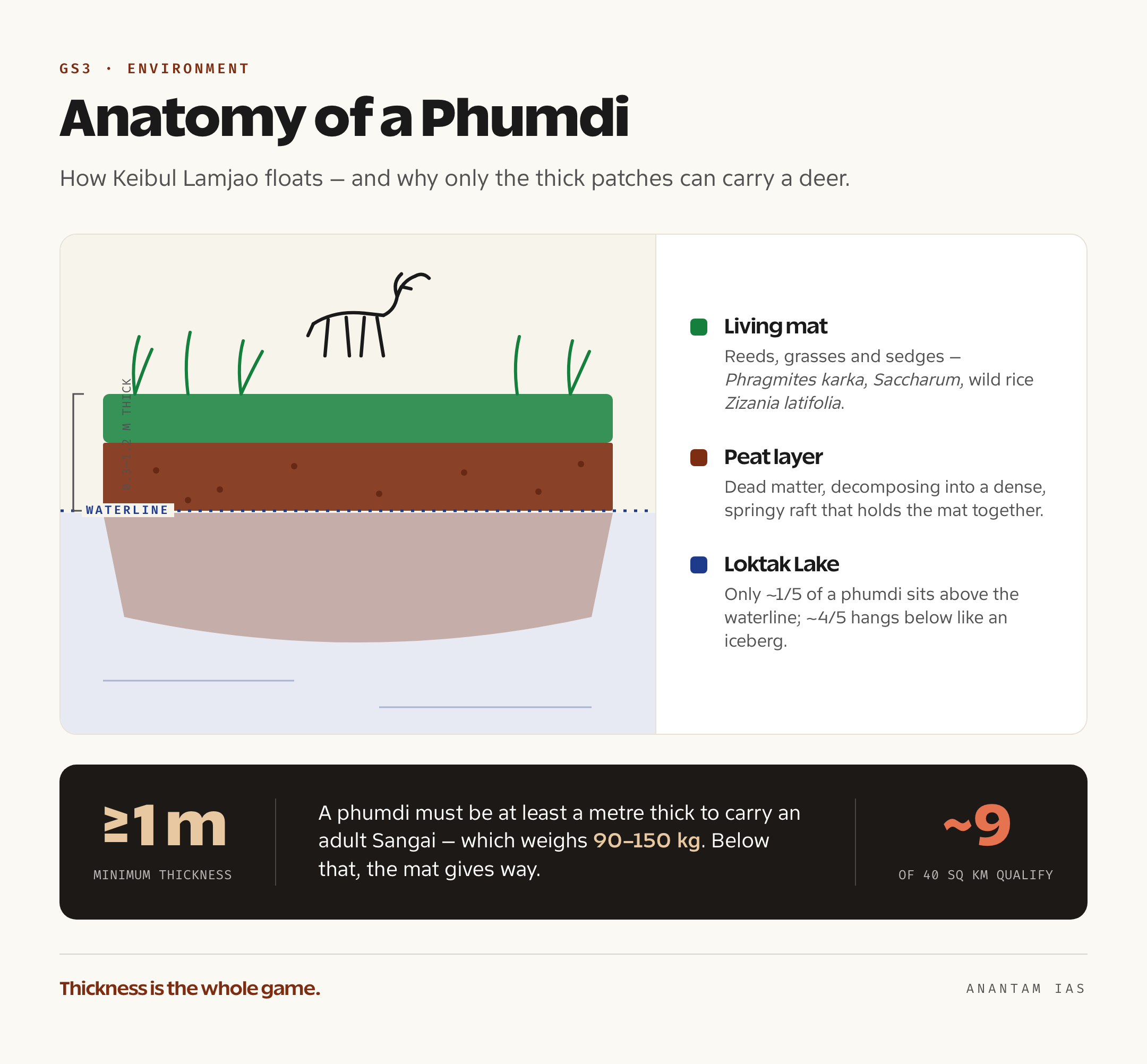 Cross-section diagram of a phumdi mat showing living reeds on top, a decomposed peat layer below, the waterline, and a Sangai deer standing on the floating surface