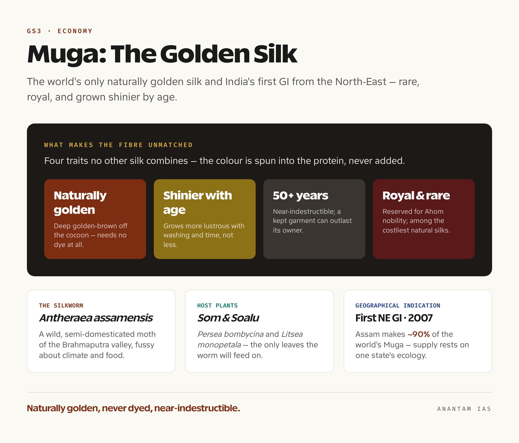 A card explaining Muga silk — the golden Antheraea assamensis silk produced only in Assam, its host plants Som and Soalu, GI status and key properties
